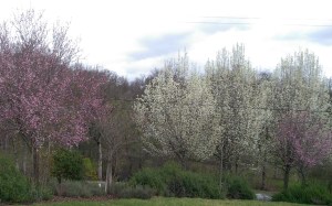 White spring blossoms