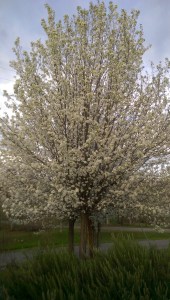 White spring blossoms