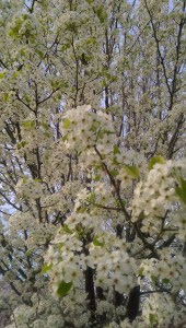 White spring blossoms